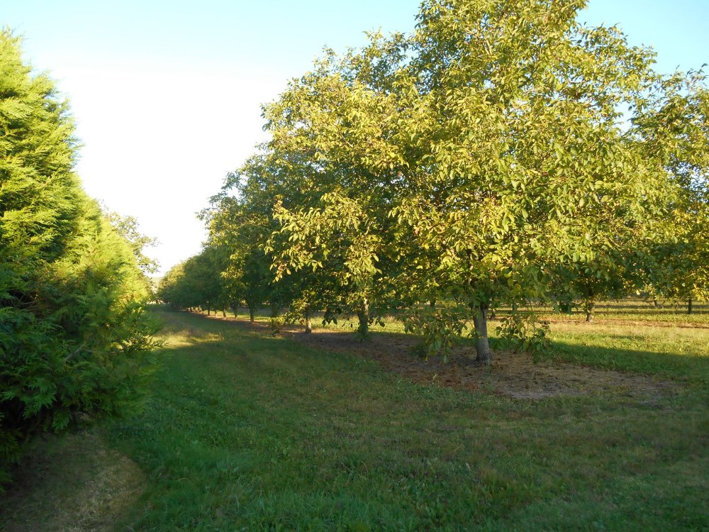 Aire camping-car  Jarnac-Champagne (17520) - Photo 6